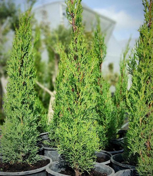 Cupressus sempervirens 'Totem Pole'